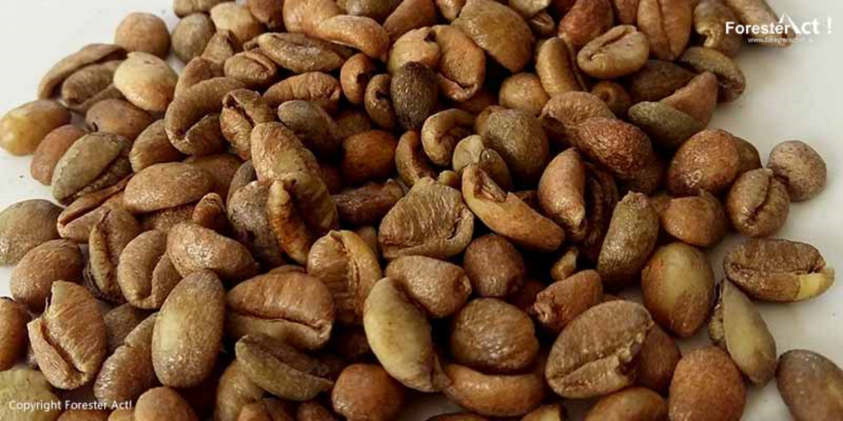 kopi liberika, kopi liberika adalah, biji kopi liberika, harga kopi liberika